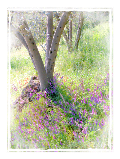 Olive Grove with Purple Flowers